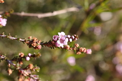 Myrtaceae