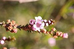 Myrtaceae
