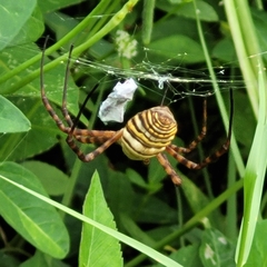 Argiope trifasciata