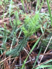 Acrotriche serrulata