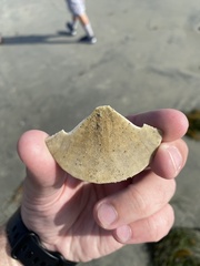 Dendraster excentricus