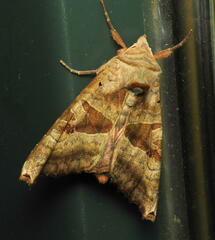 Phlogophora periculosa