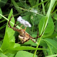 Argiope trifasciata