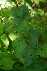 Smilax tamnoides