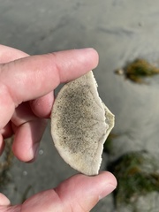 Dendraster excentricus