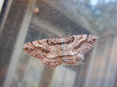 Neoalcis californiaria