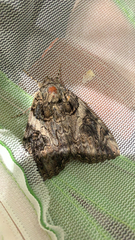 Catocala piatrix