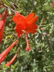 Epilobium canum