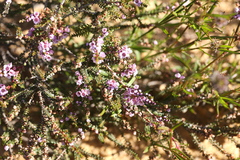 Myrtaceae