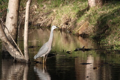 Egretta novaehollandiae