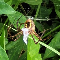 Argiope trifasciata