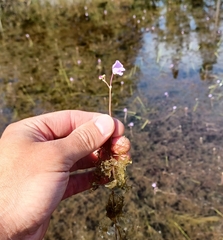 Utricularia purpurea