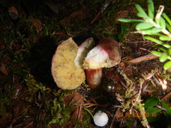 Boletus smithii