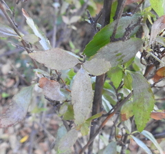 Podosphaera spiraeae