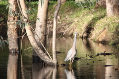 Egretta novaehollandiae