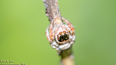 Salticidae