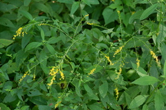 Solidago ulmifolia