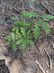 Quercus gambelii