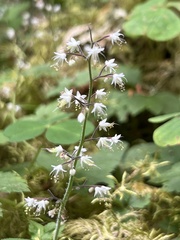 Tiarella trifoliata trifoliata