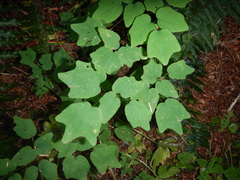 Vancouveria hexandra