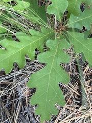 Quercus gambelii