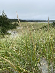 Ammophila breviligulata