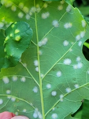 Neuroterus floccosus