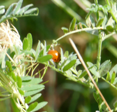 Hippodamia convergens