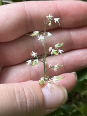 Tiarella trifoliata trifoliata