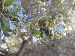 Aceria mackiei