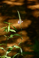 Physostegia virginiana