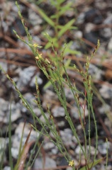 Hypericum gentianoides