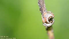 Salticidae