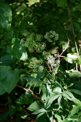 Oxypolis rigidior rigidior