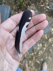 Melanerpes formicivorus