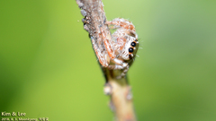 Salticidae