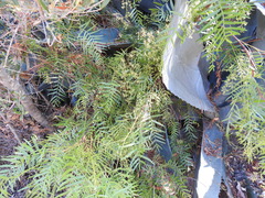 Schinus molle