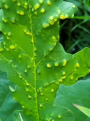 Neuroterus floccosus