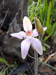 Caladenia latifolia