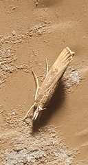 Parapediasia teterrellus