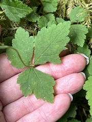 Tiarella trifoliata trifoliata