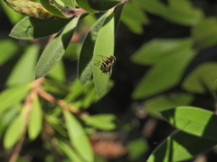 Eristalis hirta