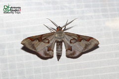 Hypochrosis pyrrhophaeata