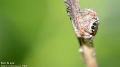Salticidae
