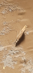 Parapediasia teterrellus