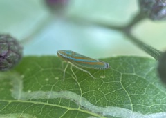 Graphocephala versuta