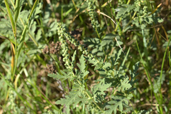 Ambrosia psilostachya