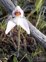 Caladenia latifolia