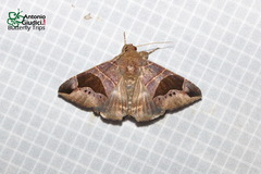 Bastilla joviana