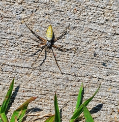 Argiope trifasciata